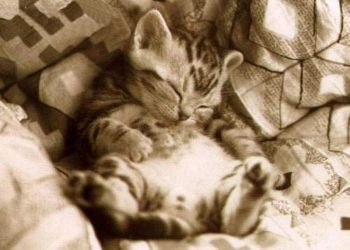 Gatti (361)